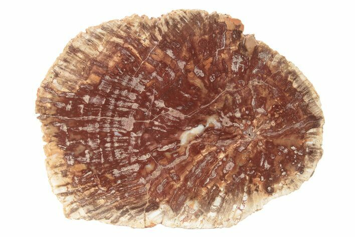 Petrified Horsetail (Calamites?) From Madagascar - Rare! #229433